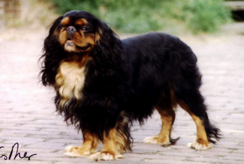 Royal Desire Dark Lord Douglas